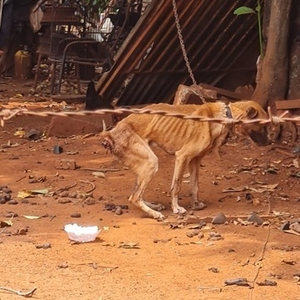 Municipalidad de CDE aplica multas por maltrato animal